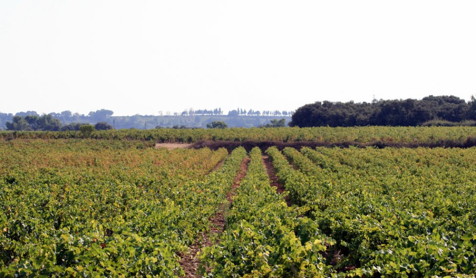 Producteur de Châteauneuf-du-Pape