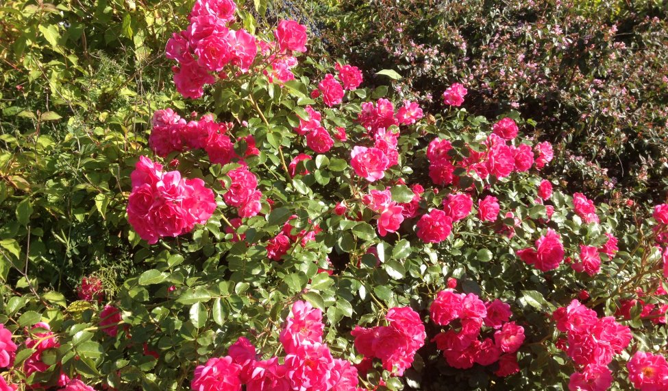 Congrès mondial  des roses à Lyon