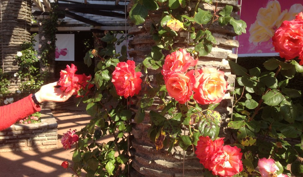 Congrès mondial  des roses à Lyon