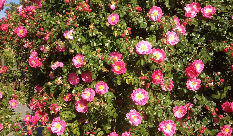 Congrès mondial  des roses à Lyon