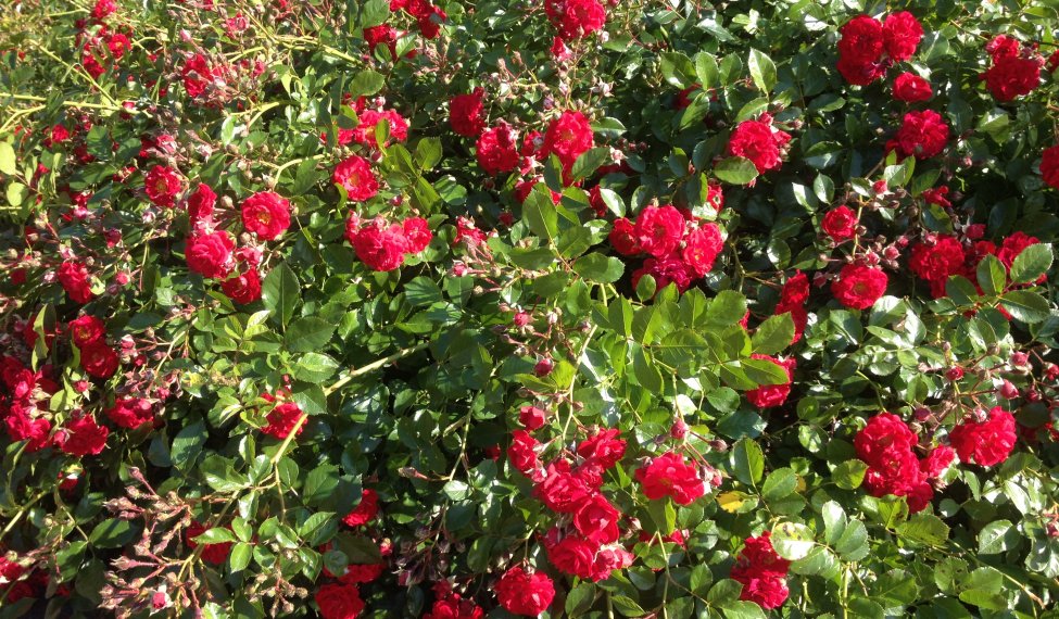 Congrès mondial  des roses à Lyon