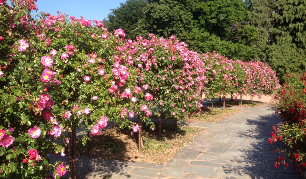 Congrès mondial  des roses à Lyon