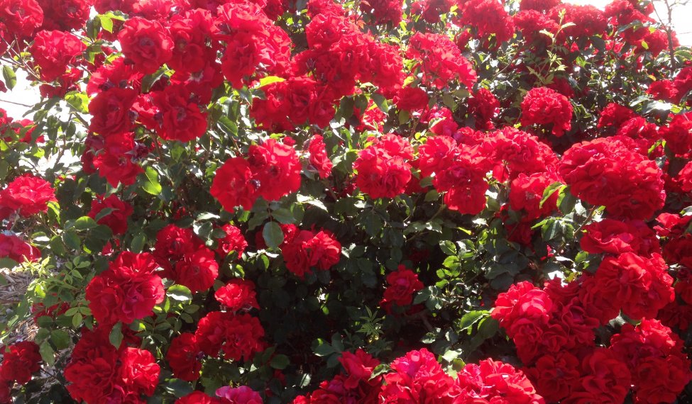 Congrès mondial  des roses à Lyon